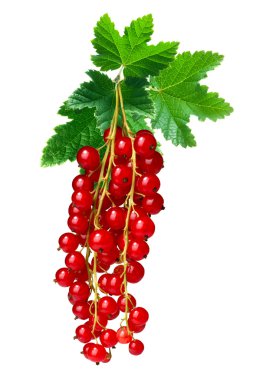 Somun grup (Ribes Rubrum), yolları