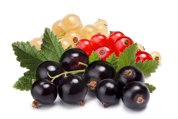 Cluster (grappoli) di ribes rosso, bianco e nero insieme — Foto Stock