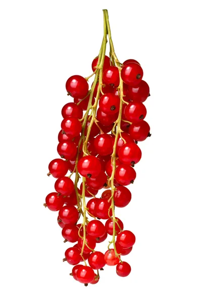 Redcurrant bunch (Ribes Rubrum), paths — Stock Photo, Image