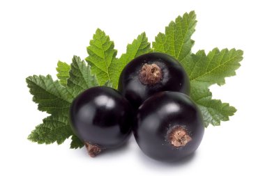 Yaprakları ile üç blackcurrants