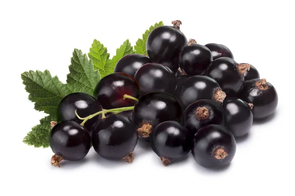 Blackcurrant kümesi (grup) — Stok fotoğraf