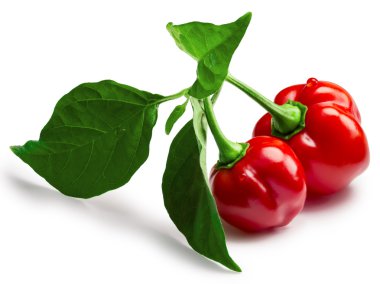 Habaneros on branch with leaves, paths clipart