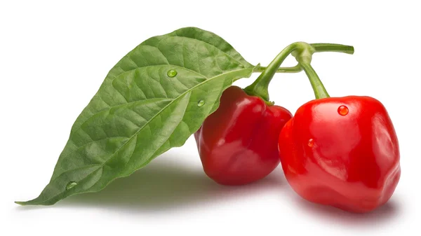 Habaneros on branch with leaves, paths — Stock Photo, Image