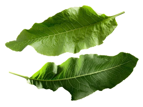 Horseradish leaves, clipping paths — Stock Photo, Image