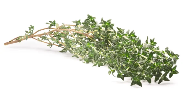 Thyme (Thymus vulgaris), clipping path — Stock Photo, Image