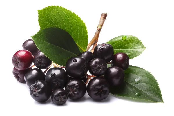 Aronia melanocarpa (zwarte chokeberry), paden — Stockfoto