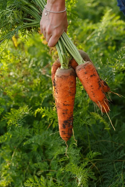 Женщина, держащая кучу моркови — стоковое фото