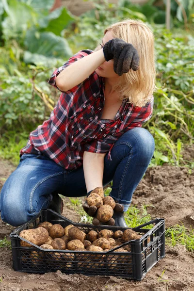 Женщина сортирует картофель — стоковое фото