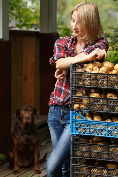 Femme penchée sur des boîtes de pommes de terre — Photo