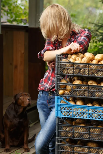 Femme penchée sur des boîtes de pommes de terre — Photo