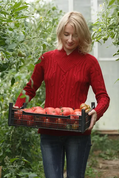 Femme tenant une boîte de tomate — Photo