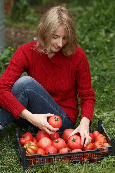 Femme inspectant une tomate — Photo