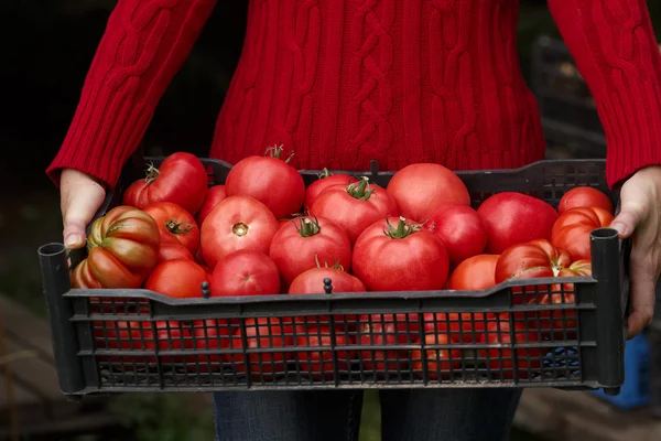 Femme tenant une boîte de tomate — Photo