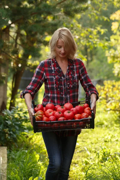 Femme tenant une boîte de tomate — Photo