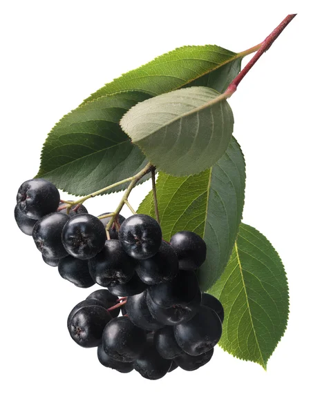 Aronia (siyah chokeberry), yolları — Stok fotoğraf