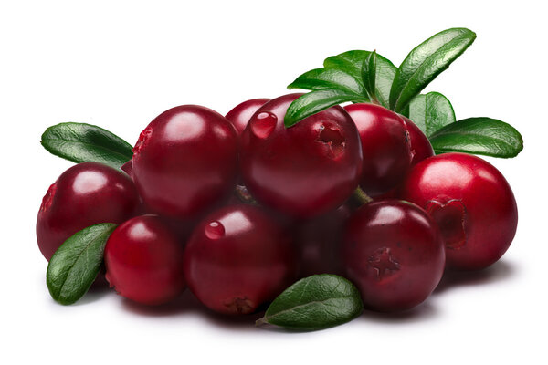 Lingonberries with leaves, paths