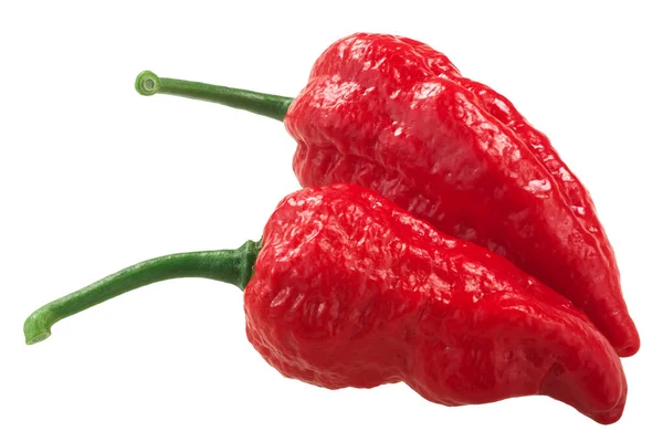 Chili Πιπεριές Bhut Jolokia Φάντασμα Capsicum Frutescens Capsicum Chinense Υβρίδιο — Φωτογραφία Αρχείου