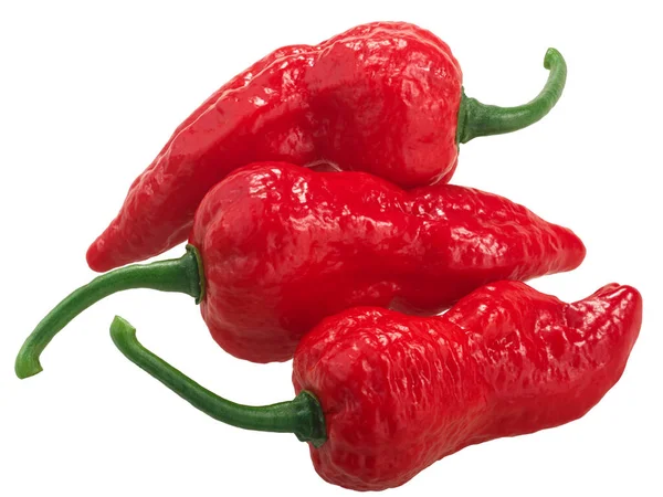 Bhut Jolokia Ghost Chili Papryka Capsicum Frutescens Capsicum Chinense Hybrid — Zdjęcie stockowe