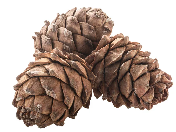 Спелые Сосновые Шишки Pinus Sibirica Источник Орехов Пиньоли Изолированные — стоковое фото