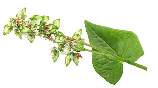 Frumento Saraceno Fiore Isolato Con Semi Acerbi Fagopyrum Esculentum — Foto Stock