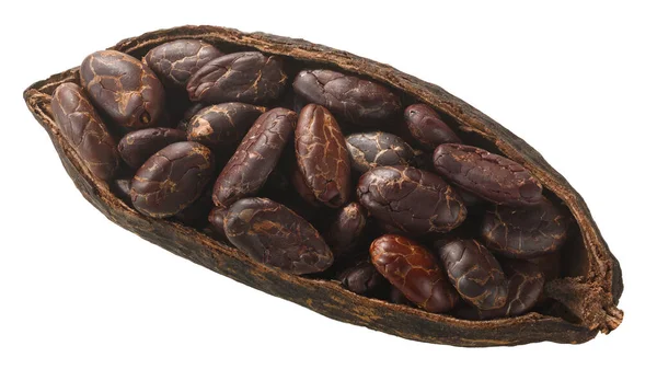 Cialda Cacao Dimezzata Con Semi Interi Cacao Fermentato Semi Cacao — Foto Stock