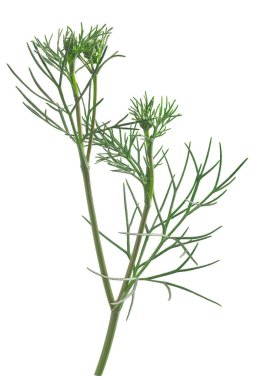 Ajwain veya ajowan (Trachyspermum ammi) bitkisi, taze, soyutlanmış