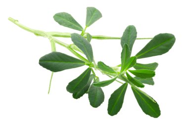 Fenugreek (Trigonella foenum-graecum, T. caerulea) bitkisi.