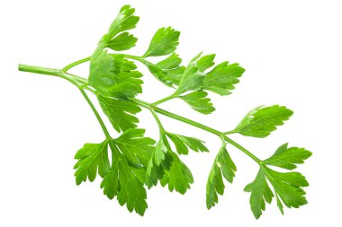 Taze yaban havucu broşürleri (Pastinaca sativa yaprakları) izole edildi