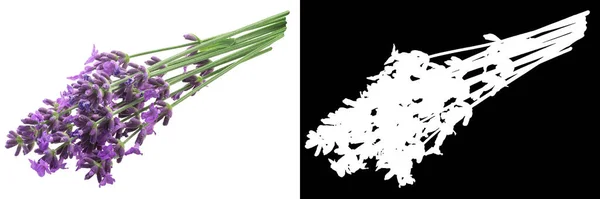 Лавандовый Пучок Lavandula Spica Цветущая Трава Изолированная — стоковое фото