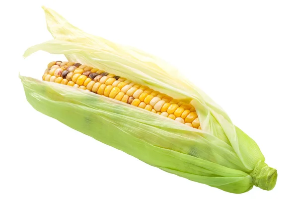 Heirloom Variegated Multicolor Maize Corn Cob Zea Mays Ear Half — Stock Photo, Image