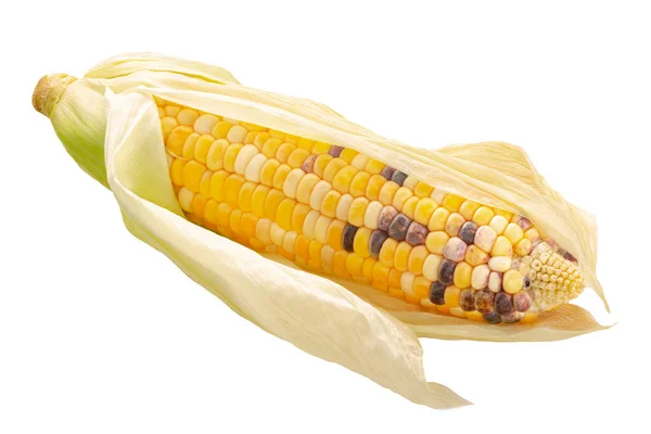 Heirloom Variegated Multicolor Corn Cob Zea Mays Ear Félig Hámozott — Stock Fotó