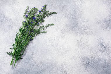Hyssop bohçası (Hyssopus officinalis) gri beton arkaplan, üst görünüm, kopyalama alanı