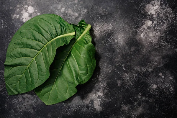 Fresh Tobacco Leaves Nicotiana Tabacum Foliage Atop Black Concrete Backdrop — Stock Photo, Image