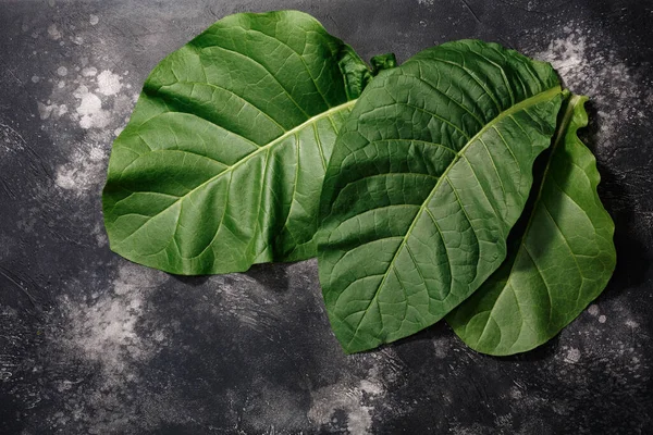 Hojas Frescas Tabaco Follaje Nicotiana Tabacum Sobre Fondo Hormigón Negro — Foto de Stock