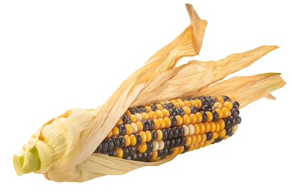 Maíz Multicolor Variegado Herencia Mazorca Maíz Zea Mays Oreja Medio — Foto de Stock