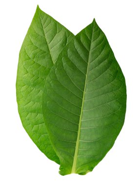 Virginia tütün yaprakları (Nicotiana tabacum yaprağı), taze, izole edilmiş