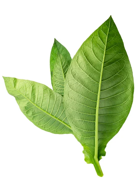 Virginia Tabakblätter Nicotiana Tabacum Foliage Frisch Isoliert — Stockfoto