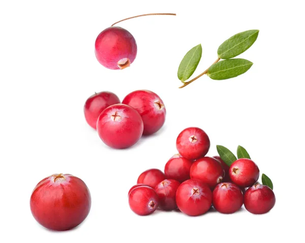 Wild cranberry — Stock Photo, Image