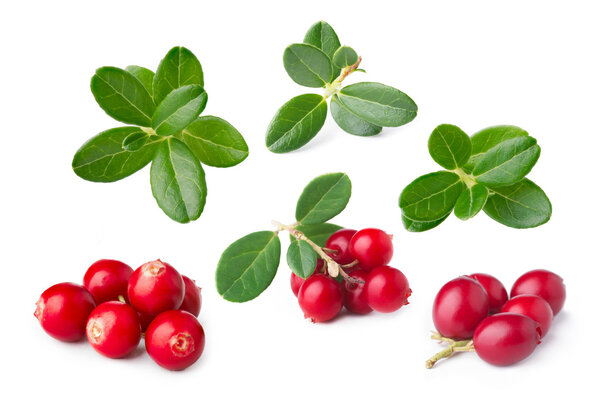 Cowberry isolated