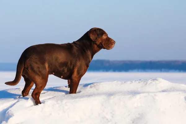 Hond bij zonnige dag — Stockfoto