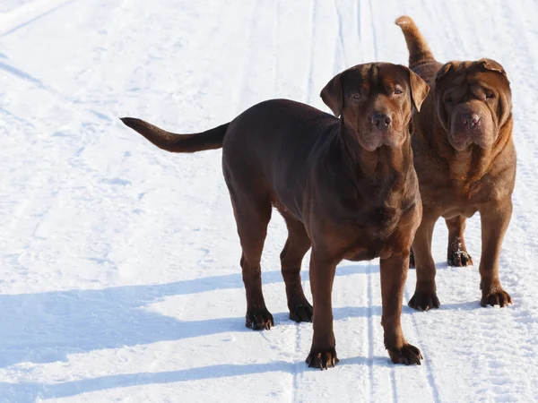 Brown dogs