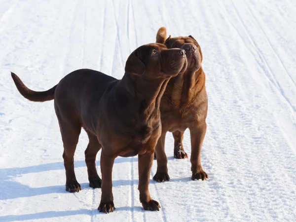 Bruin honden — Stockfoto