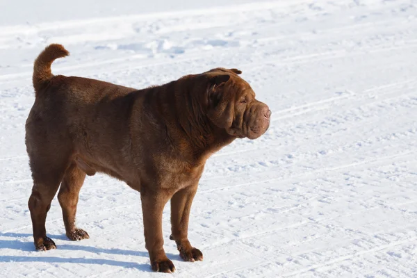 Bruin shar pei — Stockfoto