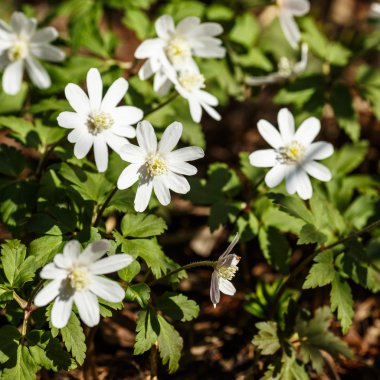 çiçek açan kardelen