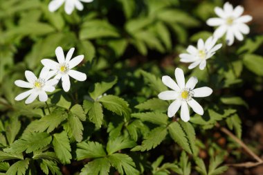 çiçek açan kardelen