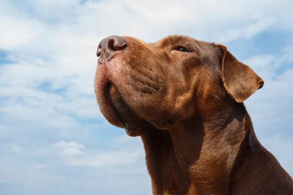 Köpeğin kafası — Stok fotoğraf