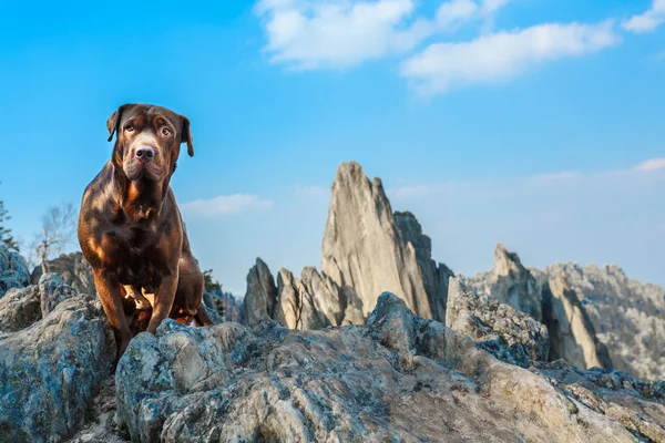 Hund in den Bergen — Stockfoto