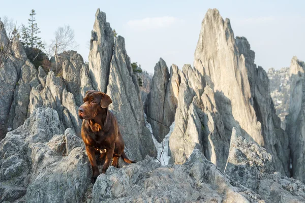 Cane in montagna — Foto Stock