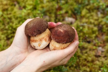 El tutma ceps