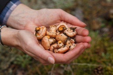 Handful of mushrooms clipart